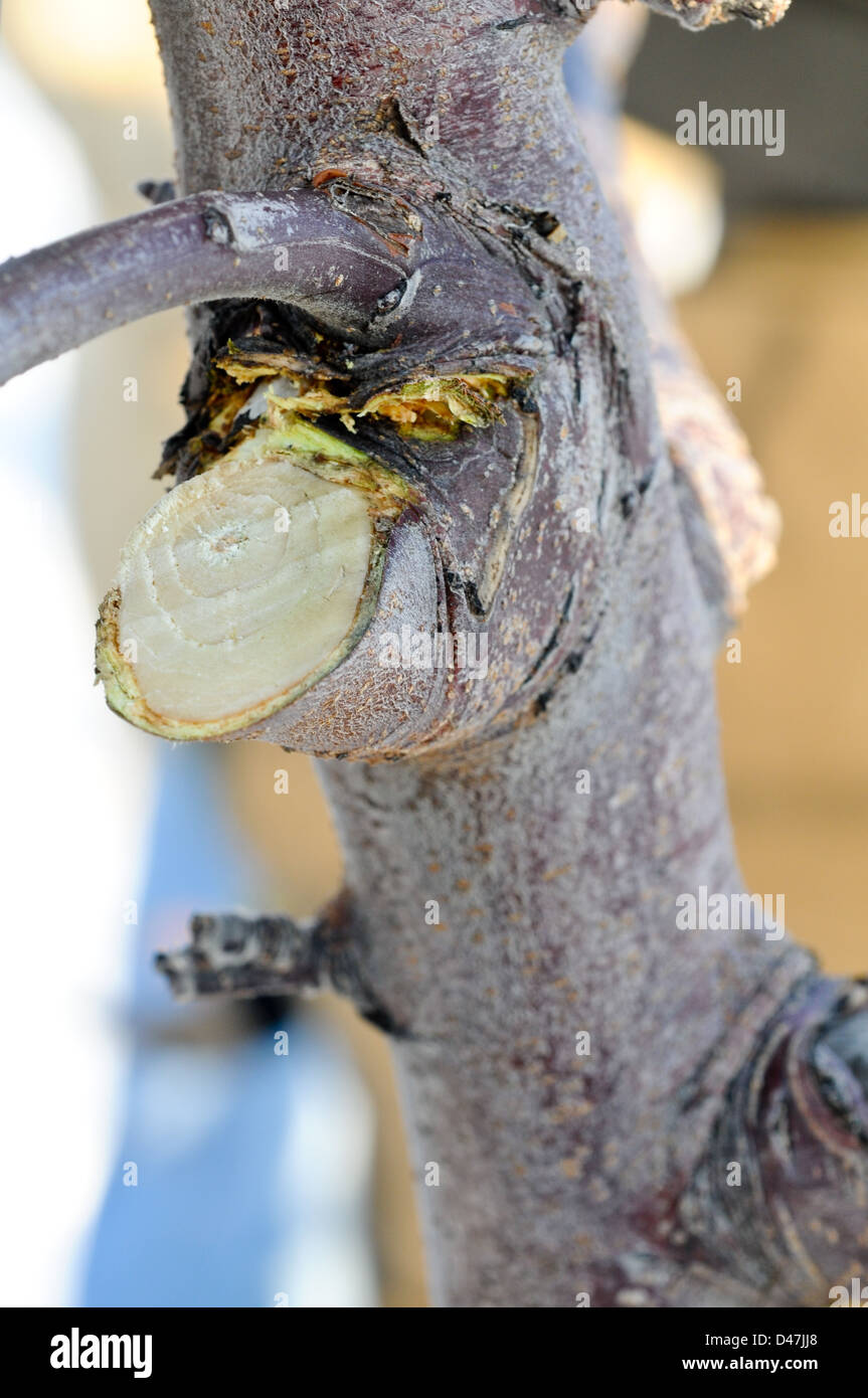 Mandrino alto albero della mela con il filo guida orchard in inverno appena potati Upstate New York Foto Stock