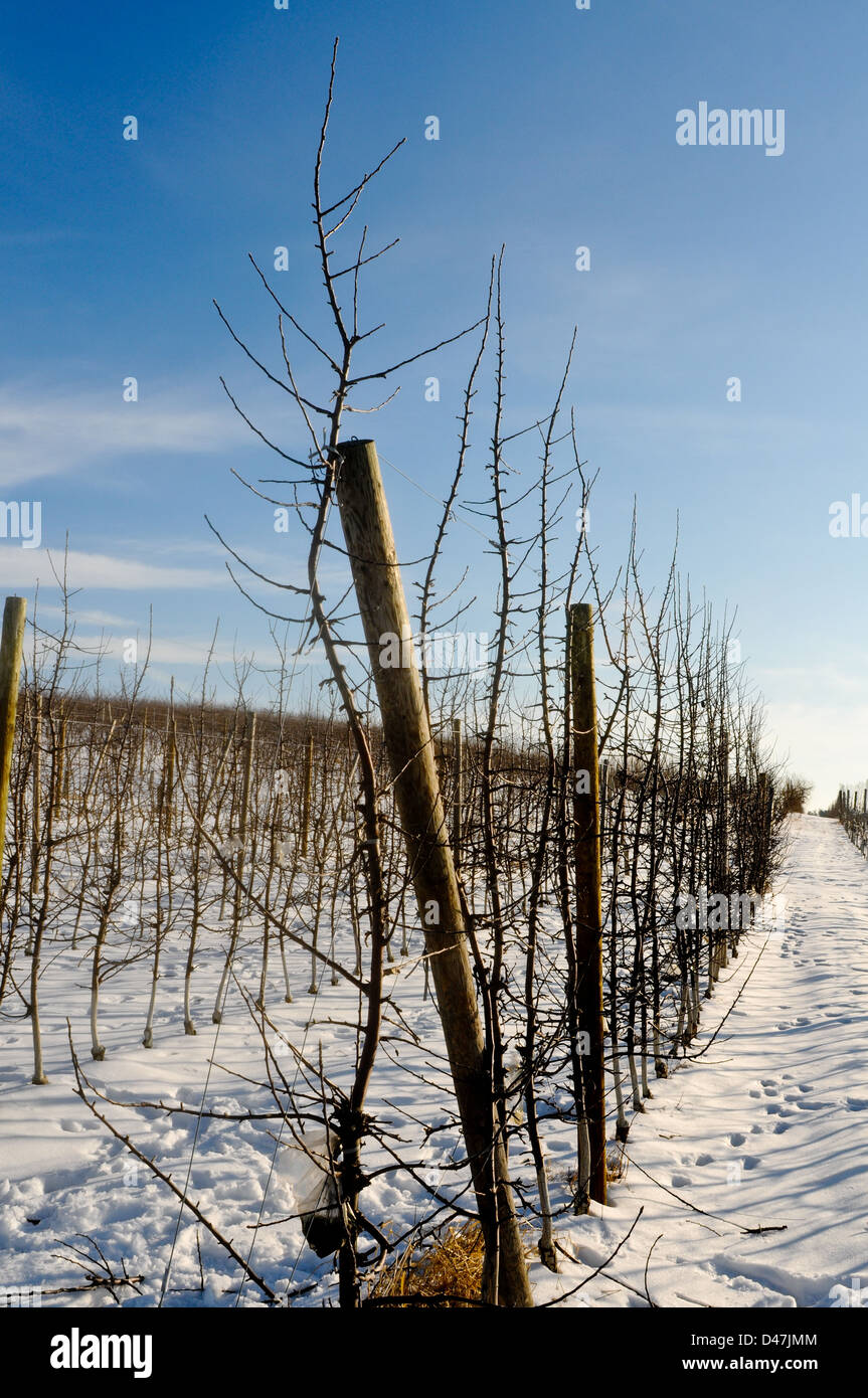 Mandrino alto albero della mela con il filo guida orchard in inverno, Upstate New York Foto Stock