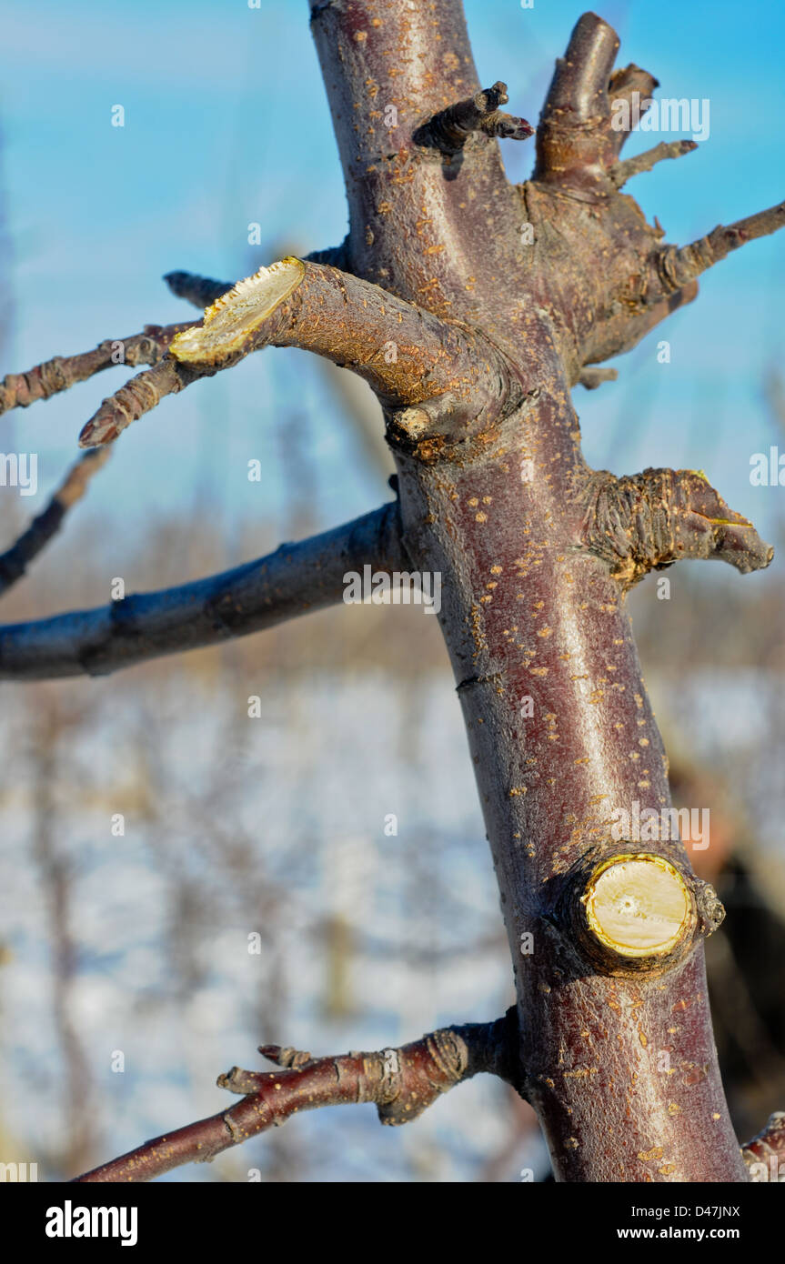 Mandrino alto albero della mela con il filo guida orchard in inverno appena potati Upstate New York Foto Stock