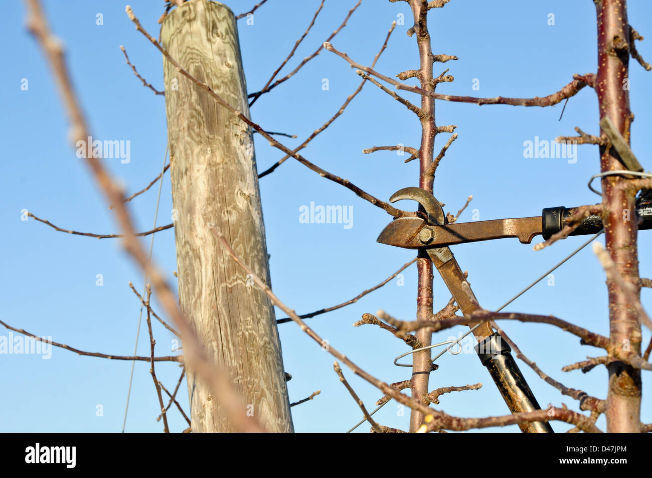 Mandrino alto albero della mela con il filo guida orchard in inverno pronto per punning, Upstate New York Foto Stock