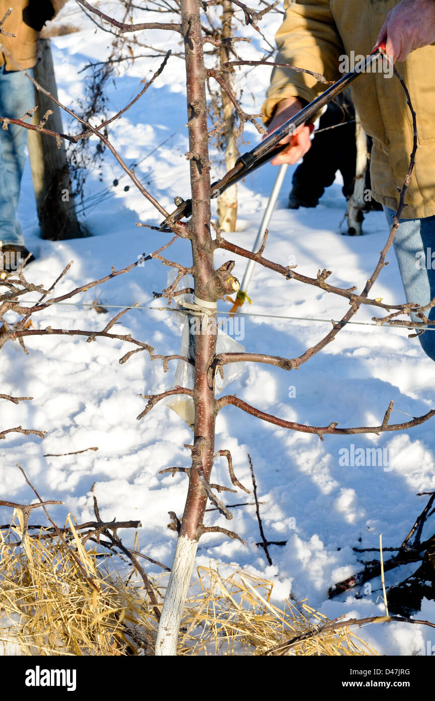 Mandrino alto albero della mela con il filo guida orchard in inverno pronto per punning, Upstate New York Foto Stock