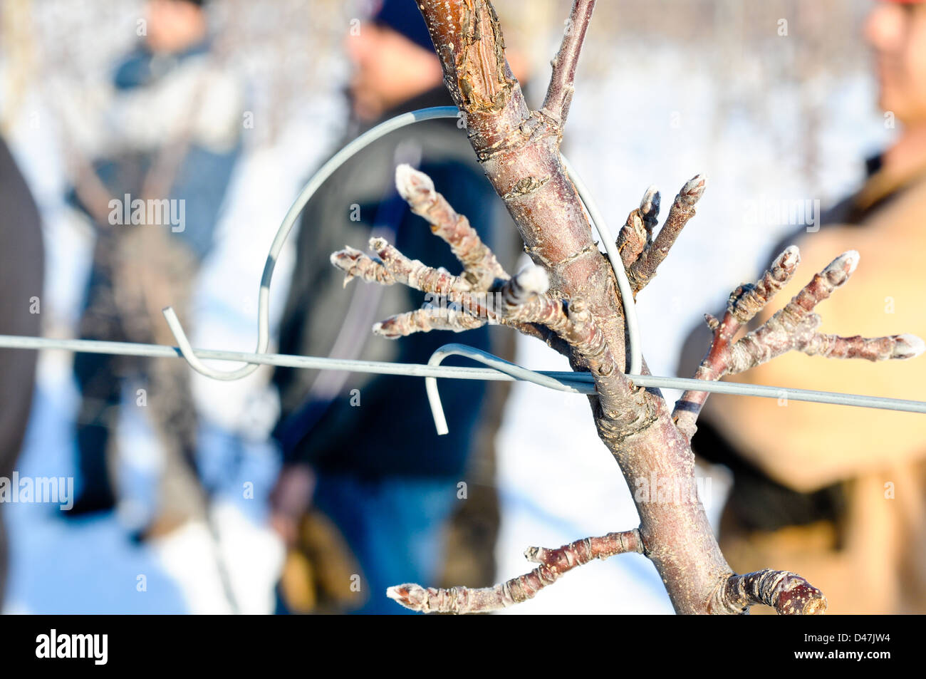 Mandrino alto albero della mela con il filo guida orchard in inverno, Upstate New York Foto Stock