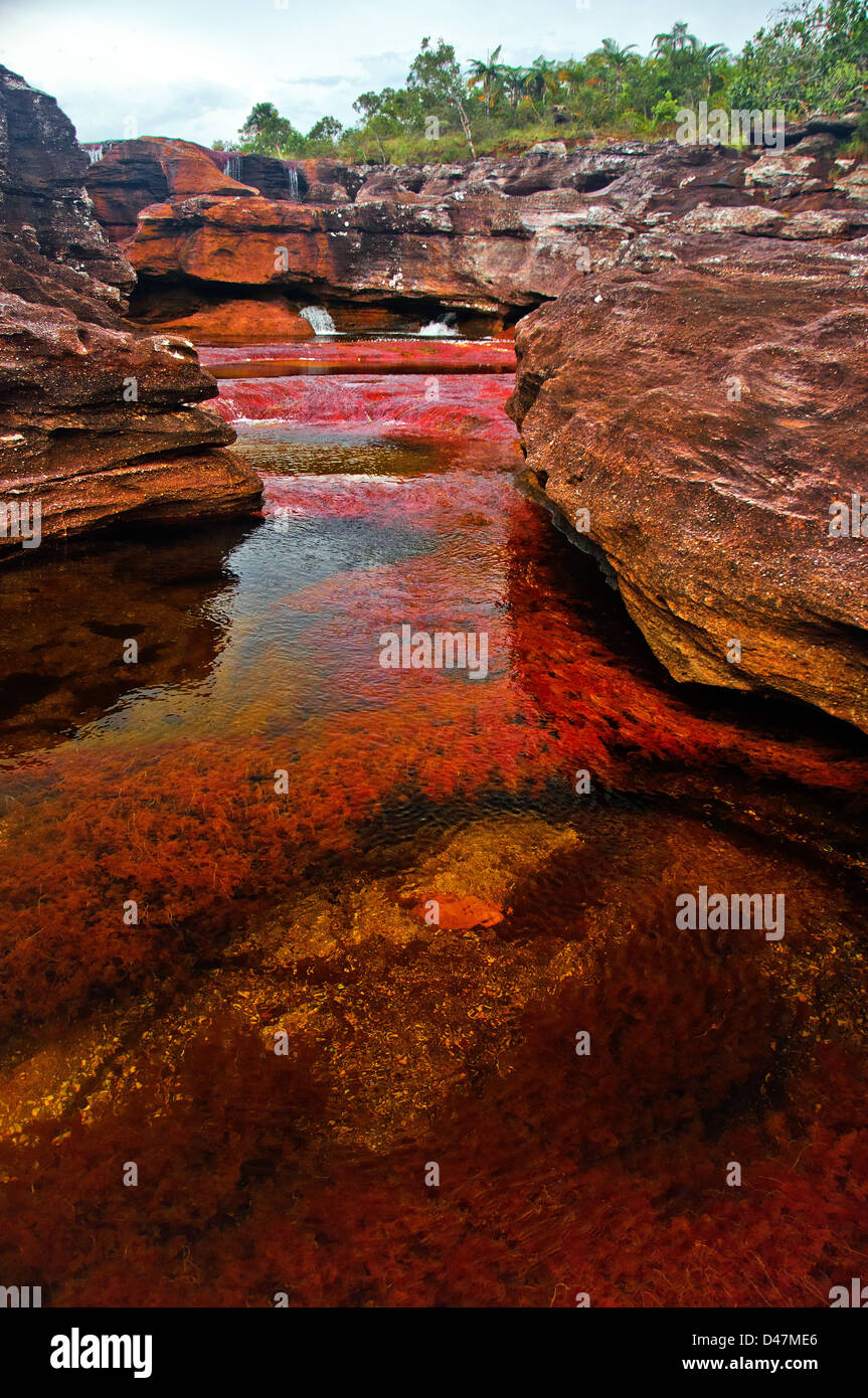 Cano Cristales, noto anche come sette fiume colorati, in meta, Colombia. Foto Stock