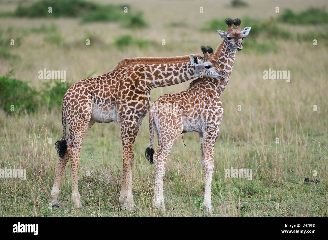 I capretti giraffe sul Masai Mara praterie, Kenya Foto Stock