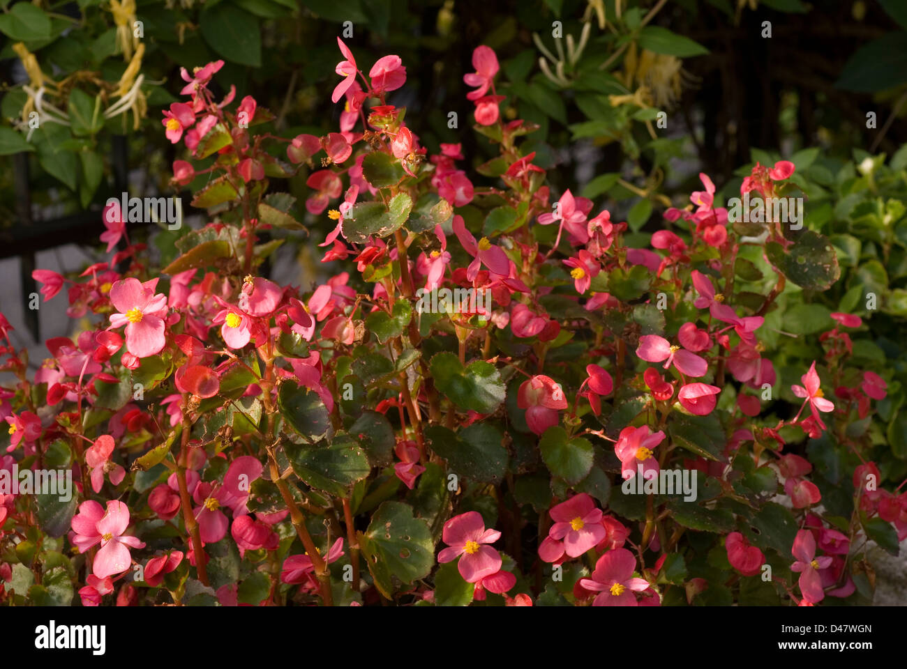 Begonia semperflorens, Begoniaceae Foto Stock