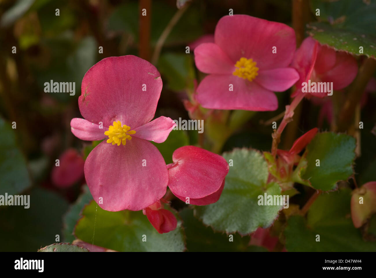 Begonia semperflorens, Begoniaceae Foto Stock