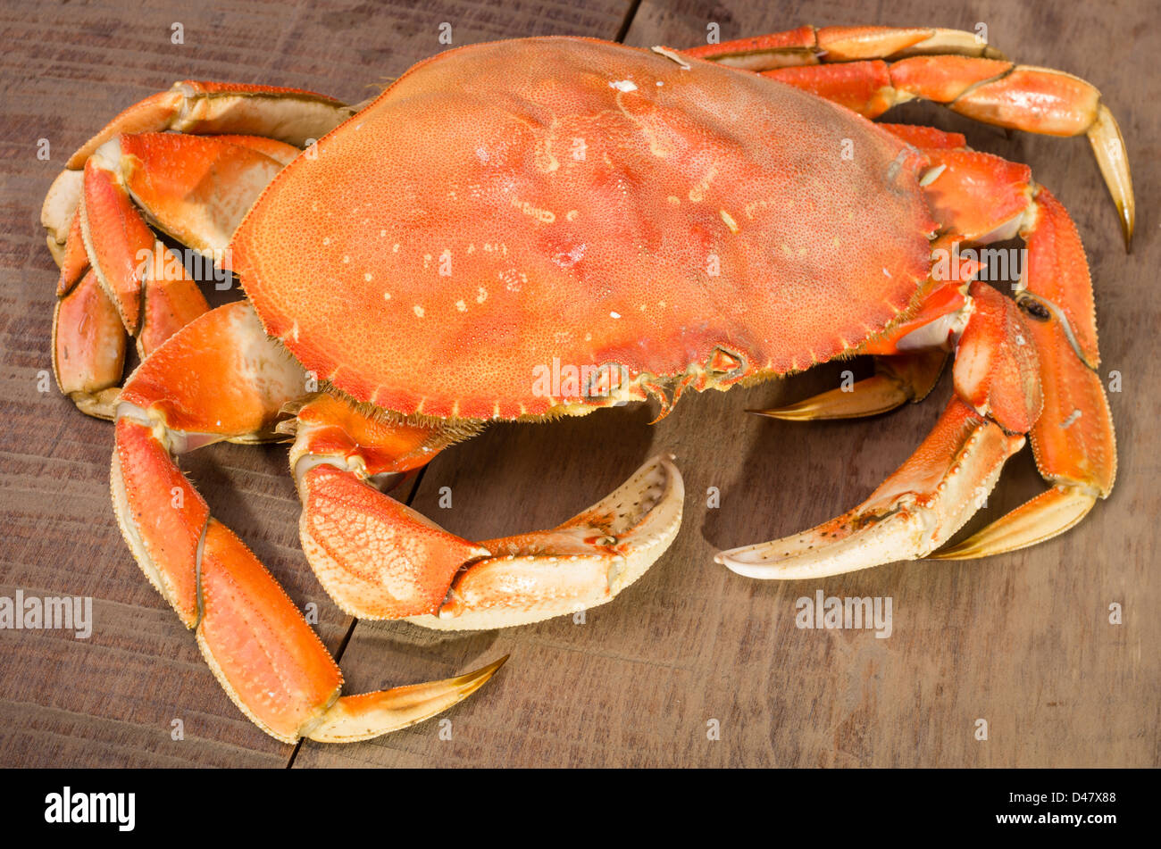 Un granchio di Dungeness pronti per essere cucinati Foto Stock