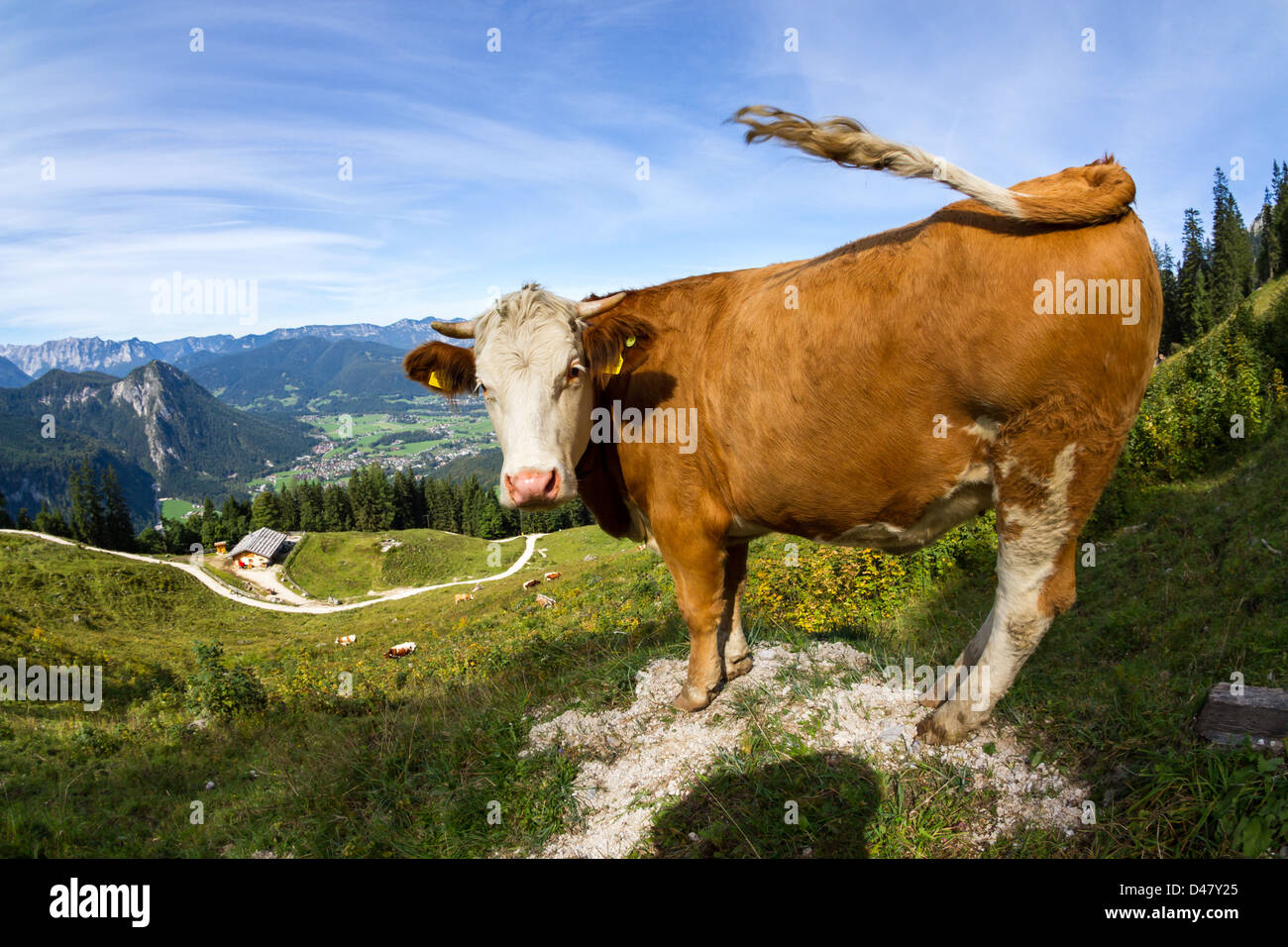 Mucca nelle alpi bavaresi Foto Stock
