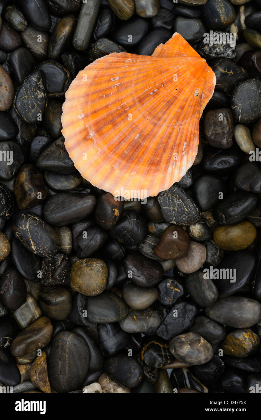 Un dorato conchiglia di mare, un clam shell su una pietra nera di sfondo lisci ciottoli di fiume, una disposizione di solitario con spazio di copia Foto Stock