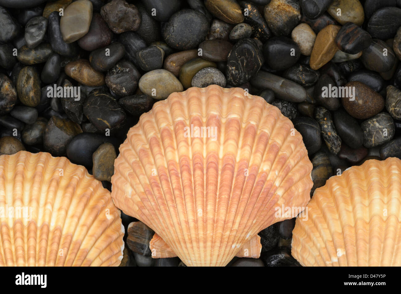 Tre golden-colorate conchiglie di mare, gusci di vongole su una pietra nera di sfondo lisci ciottoli di fiume, disposizione simmetrica con copia spazio. Foto Stock