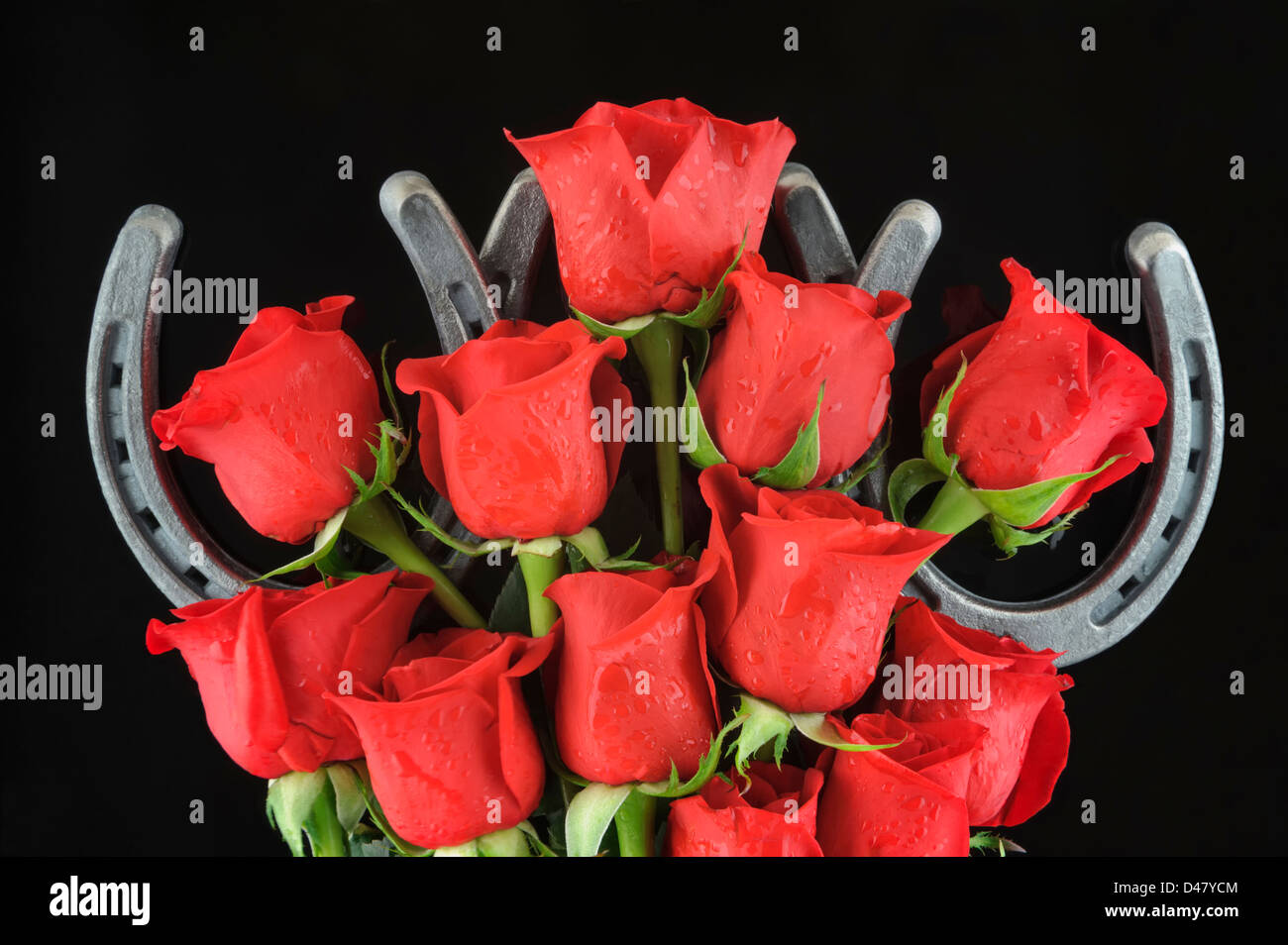 Dieci rose rosse, con goccioline di acqua sulla parte superiore di tre ferri di cavallo in argento su sfondo nero, un studio shot con copia supplementare di spazio. Foto Stock