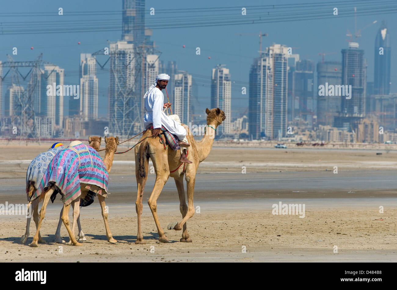 Dubai, camel racing in formazione nella periferia della città Foto Stock