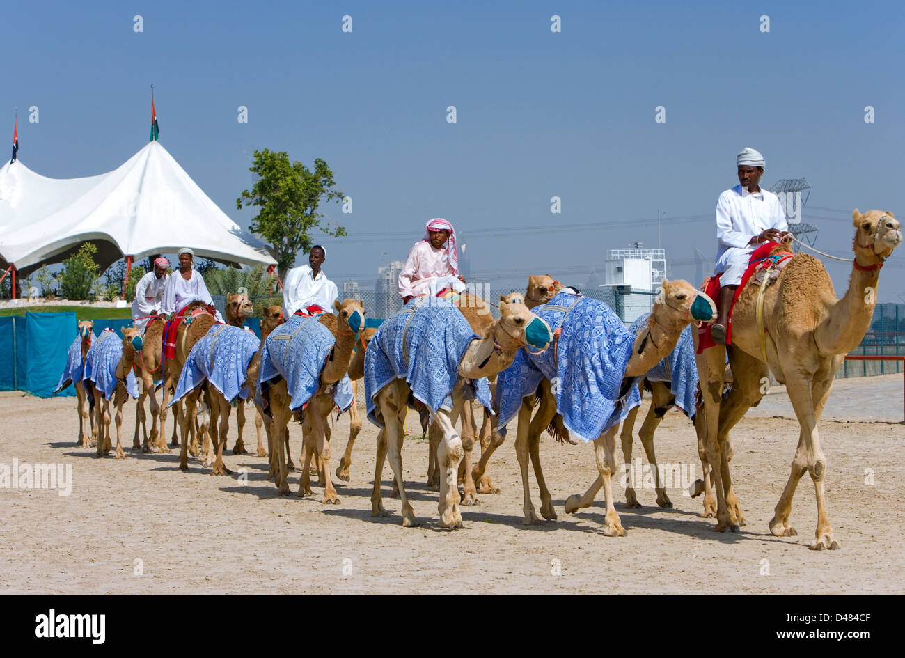 Dubai, camel racing in formazione nella periferia della città Foto Stock