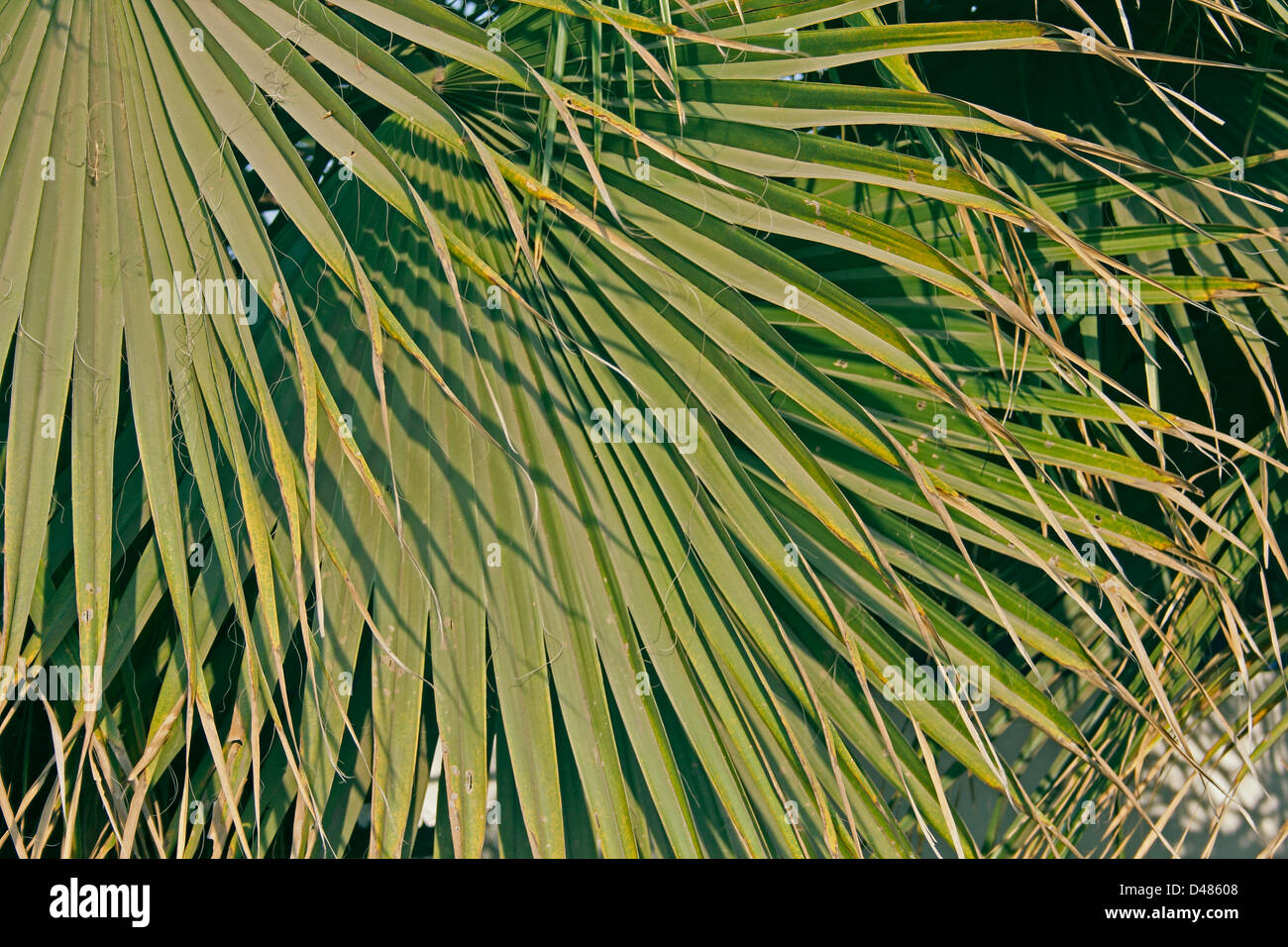 Ventola cinese Palm, Fontana Palm, Livistonia chinensis Foto Stock