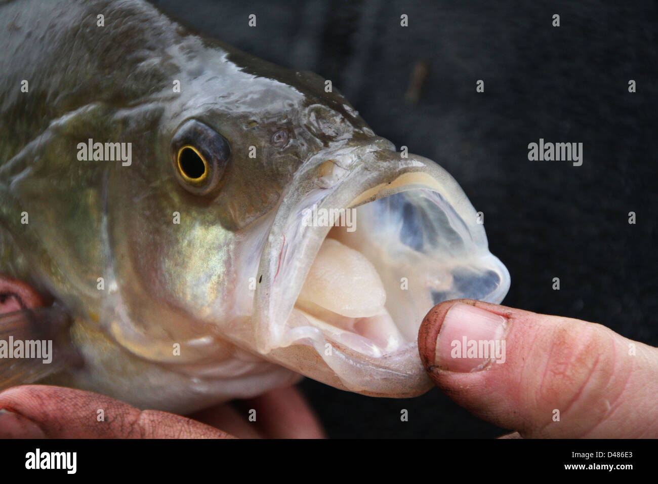 Grande di acqua fresca pesce persico. Foto Stock