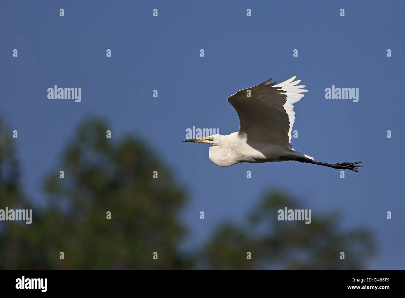 Grande (bianco) (Comune) Garzetta (Ardea alba) Foto Stock