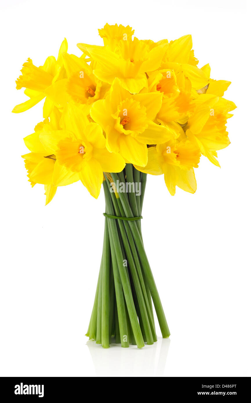 Bouquet di giallo la quaresima lill (daffodil) isolato su sfondo bianco. Foto Stock