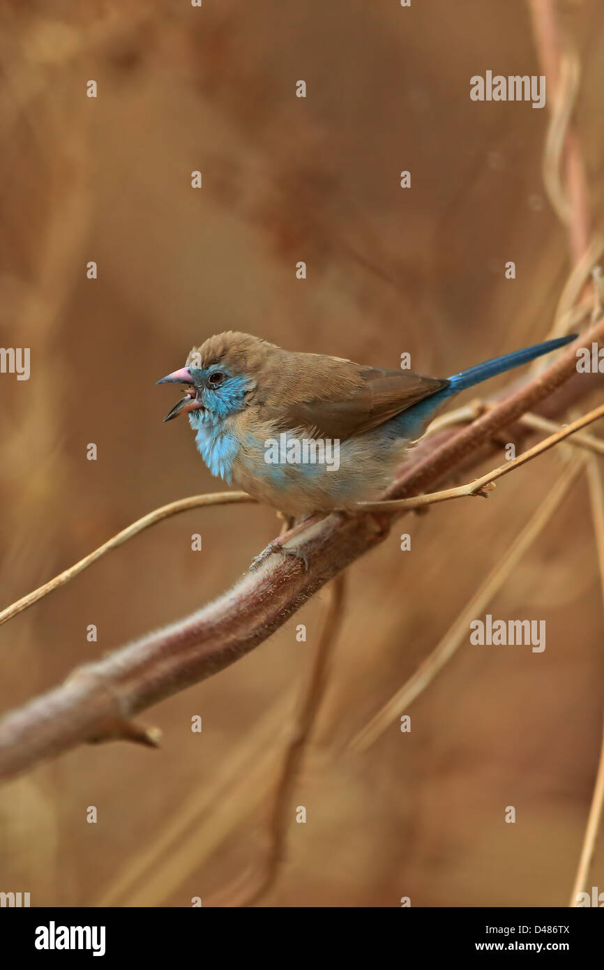 Rosso-cheeked cordon-bleu (Uraeginthus bengalus) Foto Stock