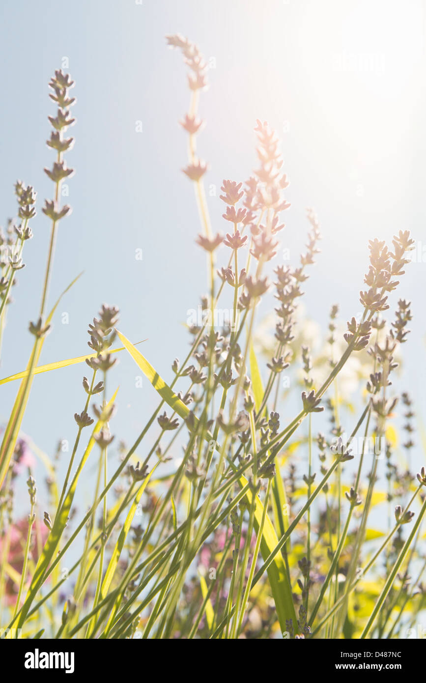 Bella estate scena con ingrandimento di fiori in presenza di luce solare che cresce in giardino Foto Stock
