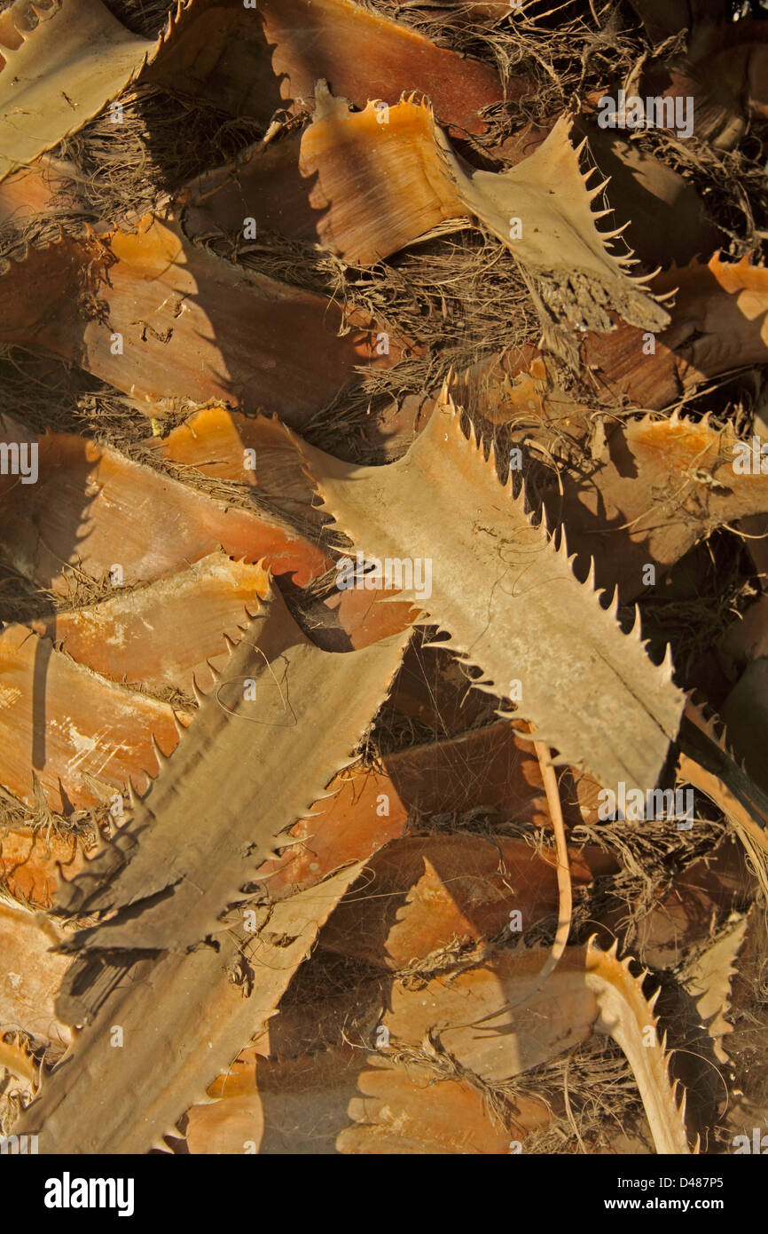 Ventola cinese Palm, Fontana Palm, Livistonia chinensis Foto Stock