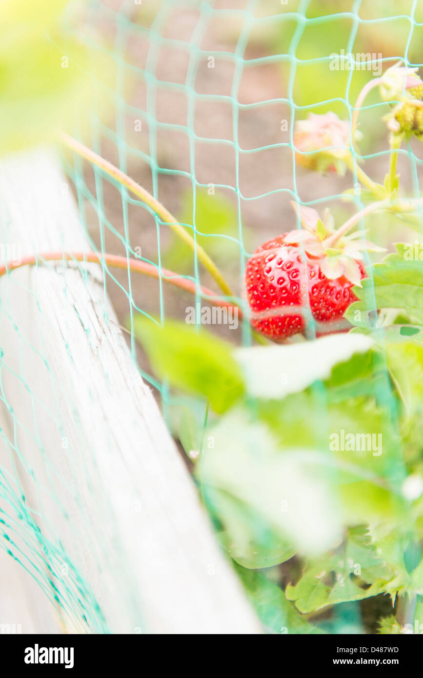 Rosso e fragole mature che cresce in giardino protetto da net Foto Stock