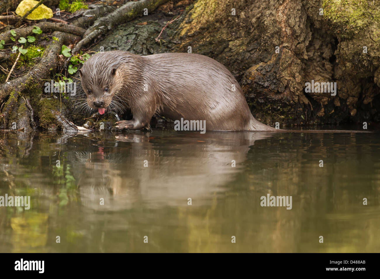Lontra (Lutra lutra) guardando il suo riflesso nel fiume Foto Stock