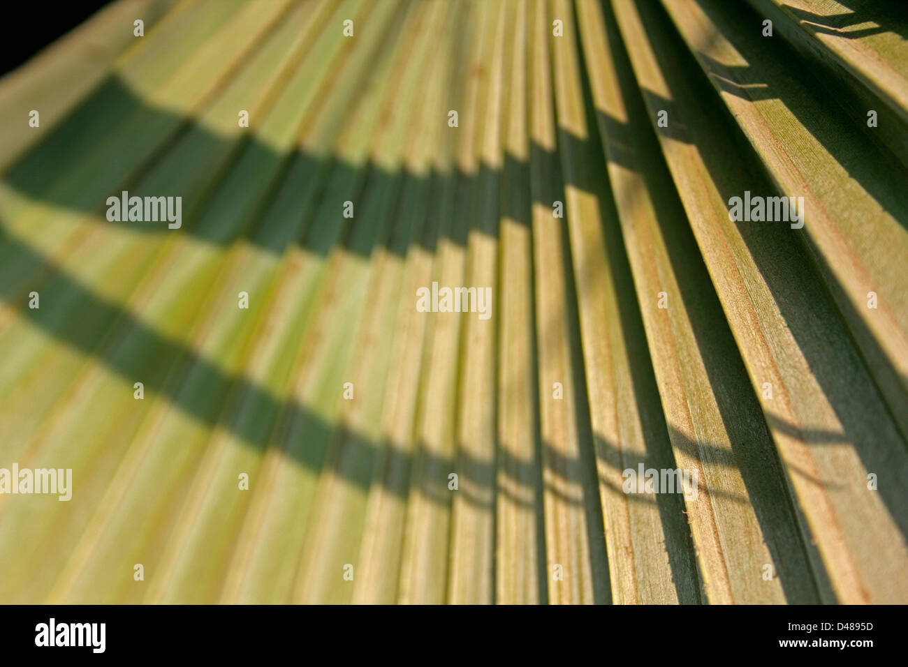 Ventola cinese Palm, Fontana Palm, Livistonia chinensis Foto Stock