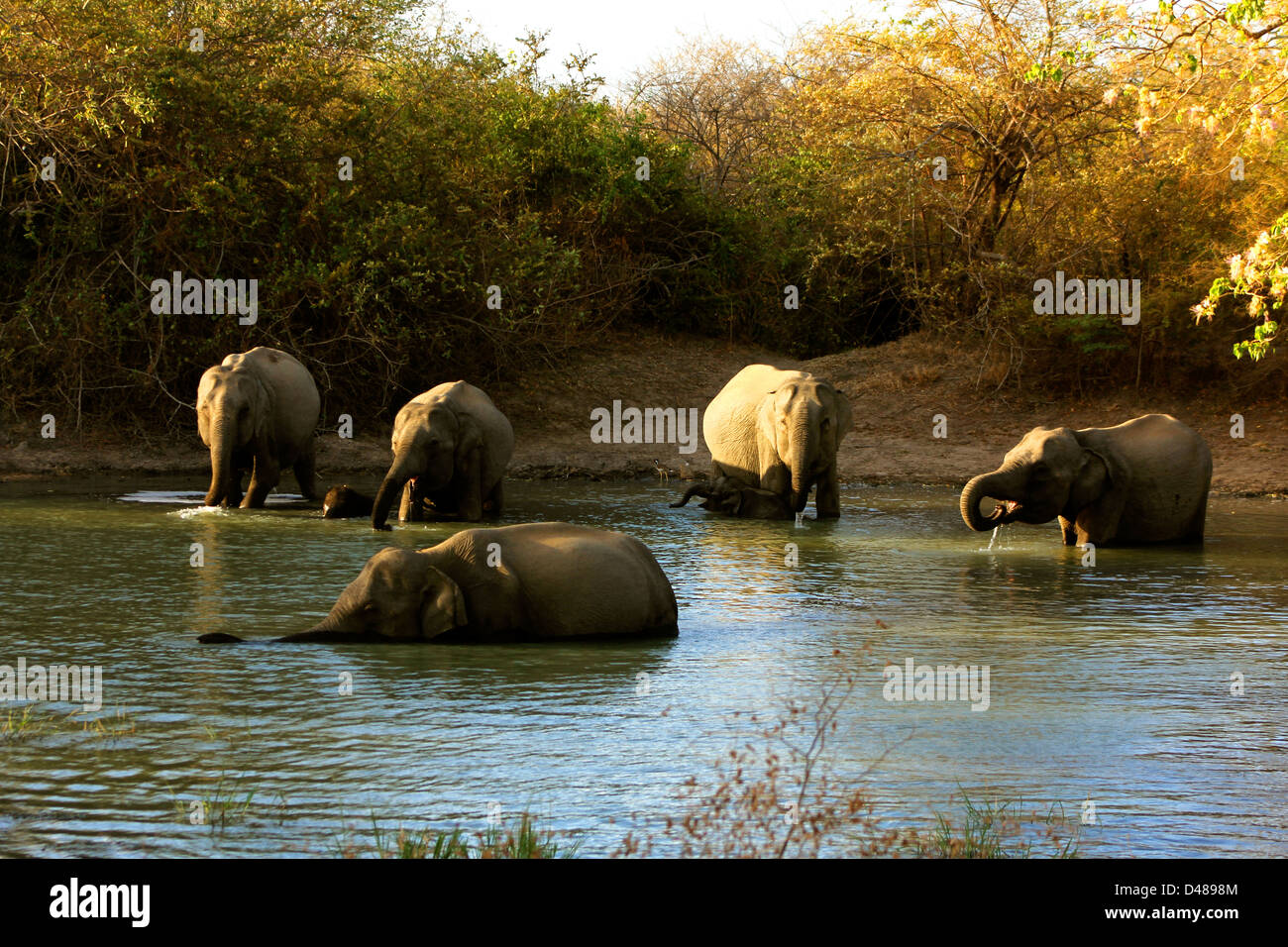 Branco di elefanti la balneazione al tramonto nel parco nazionale Yala, Sri Lanka Foto Stock