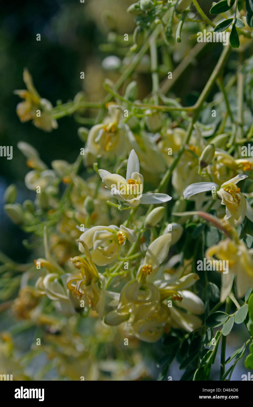 Fiori di coscia albero, Moringa Oleifera syn. M. pterygosperma F Moringacea Foto Stock