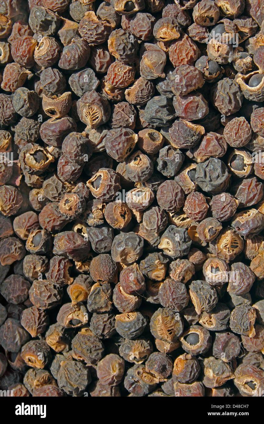 Semi di Reetha, Soapberry Cinese, Indiano settentrionale soapnut, Lavaggio dadi, Sapindus mukorossi, India Foto Stock