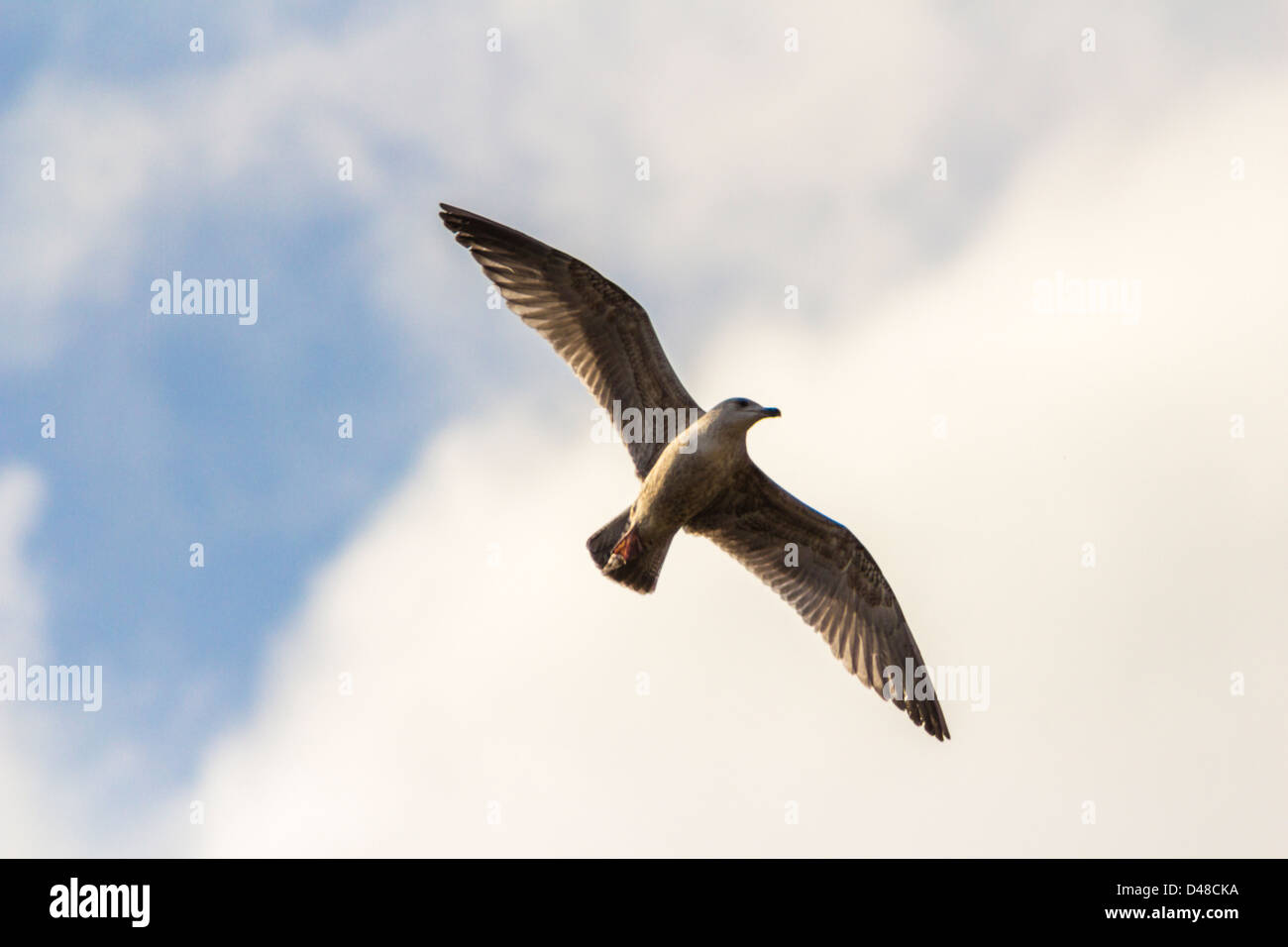 Seagull in volo, blu cielo nuvoloso sfondo Foto Stock