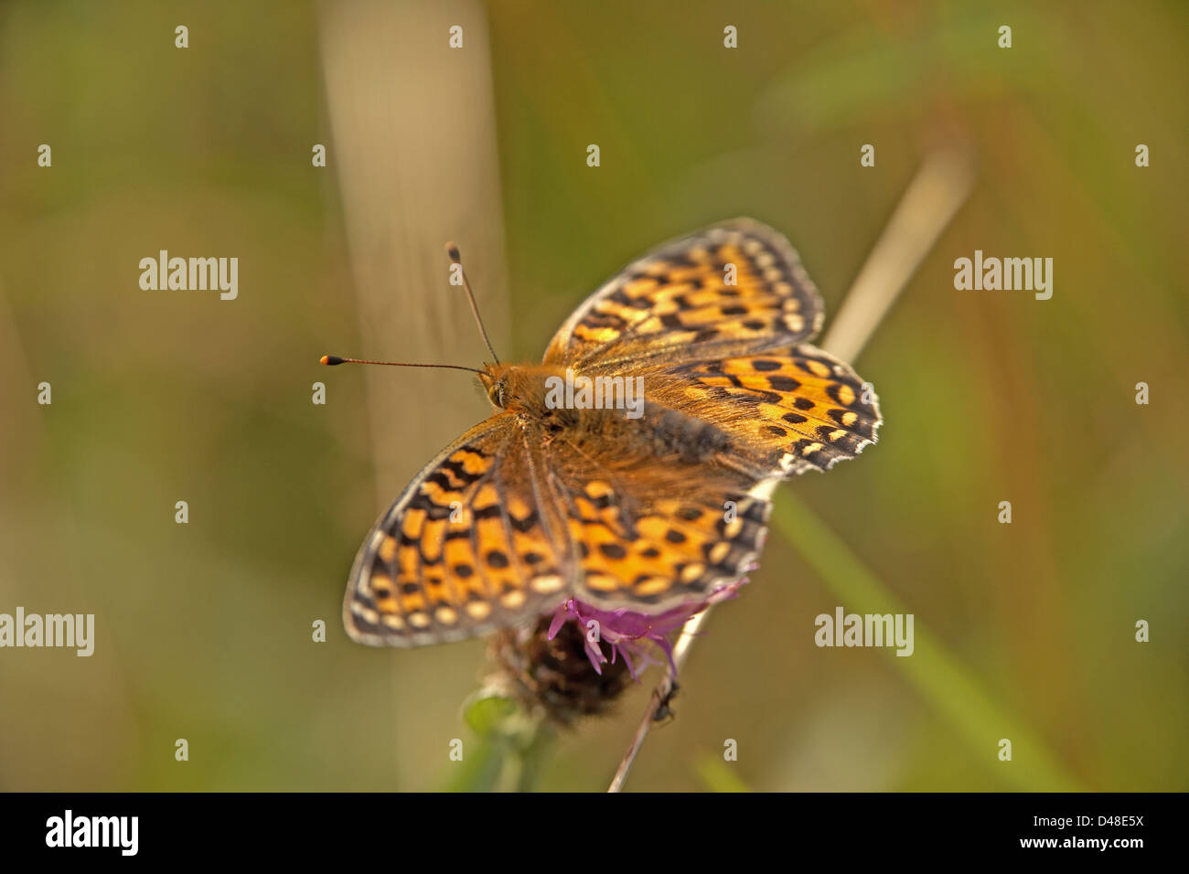 Verde scuro, Fritillary Argynnis aglaja, butterfly, Fen Bog, North Yorkshire, Regno Unito Foto Stock