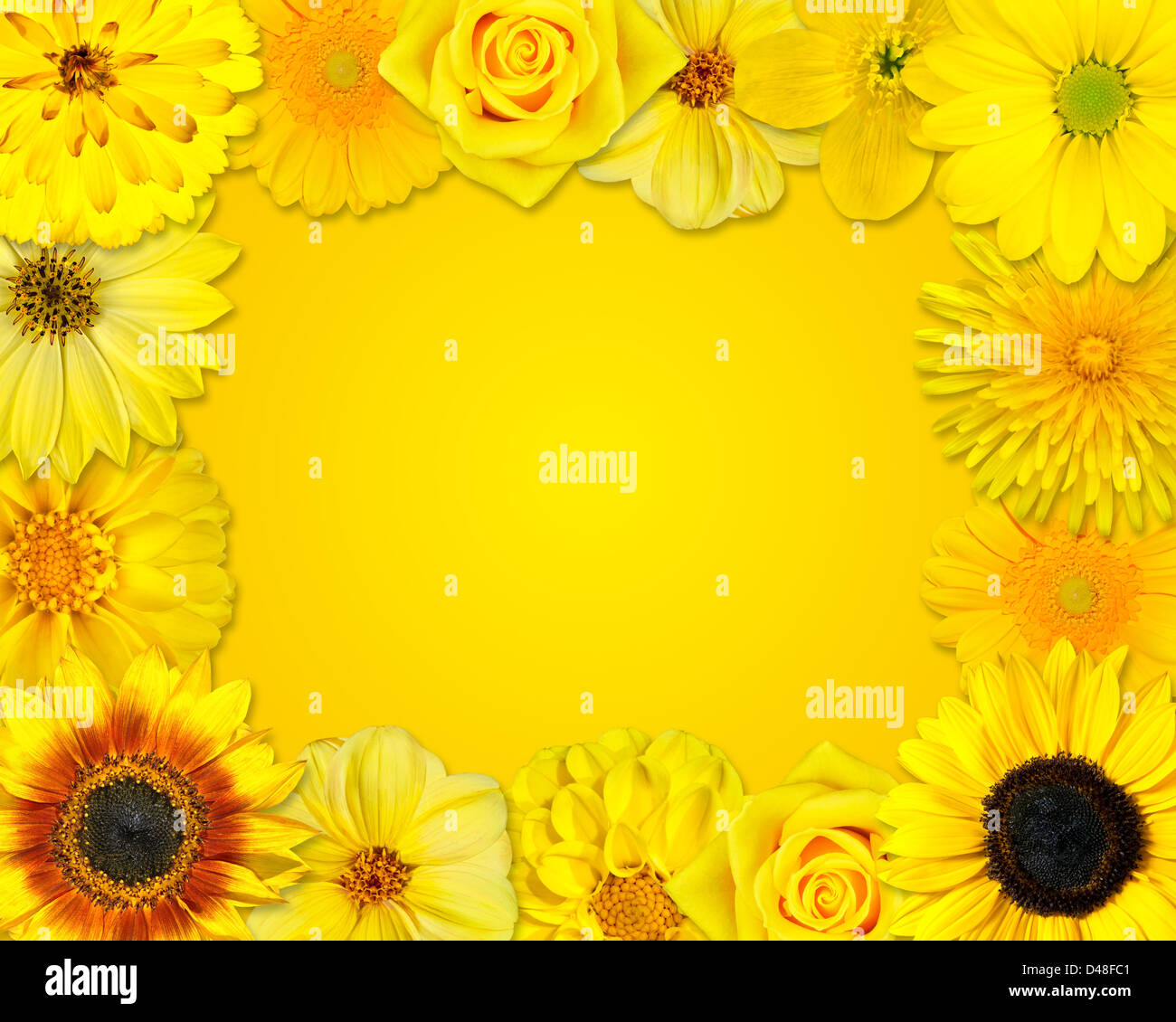 Cornice di fiori collezione oro giallo arancio luminoso set crisantemo dahlia daisy girasole fiordaliso uvularia tarassaco oste Foto Stock
