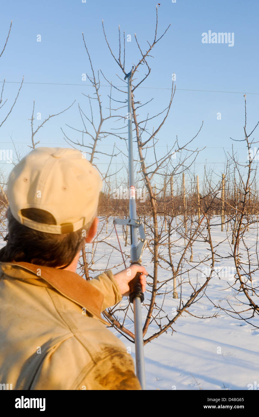 La potatura mandrino di alti alberi di mele in inverno Foto Stock