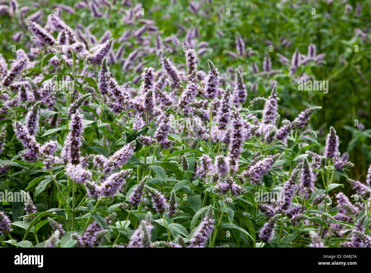 Campo di fiori di menta, di foglie verdi e fiori viola Foto Stock