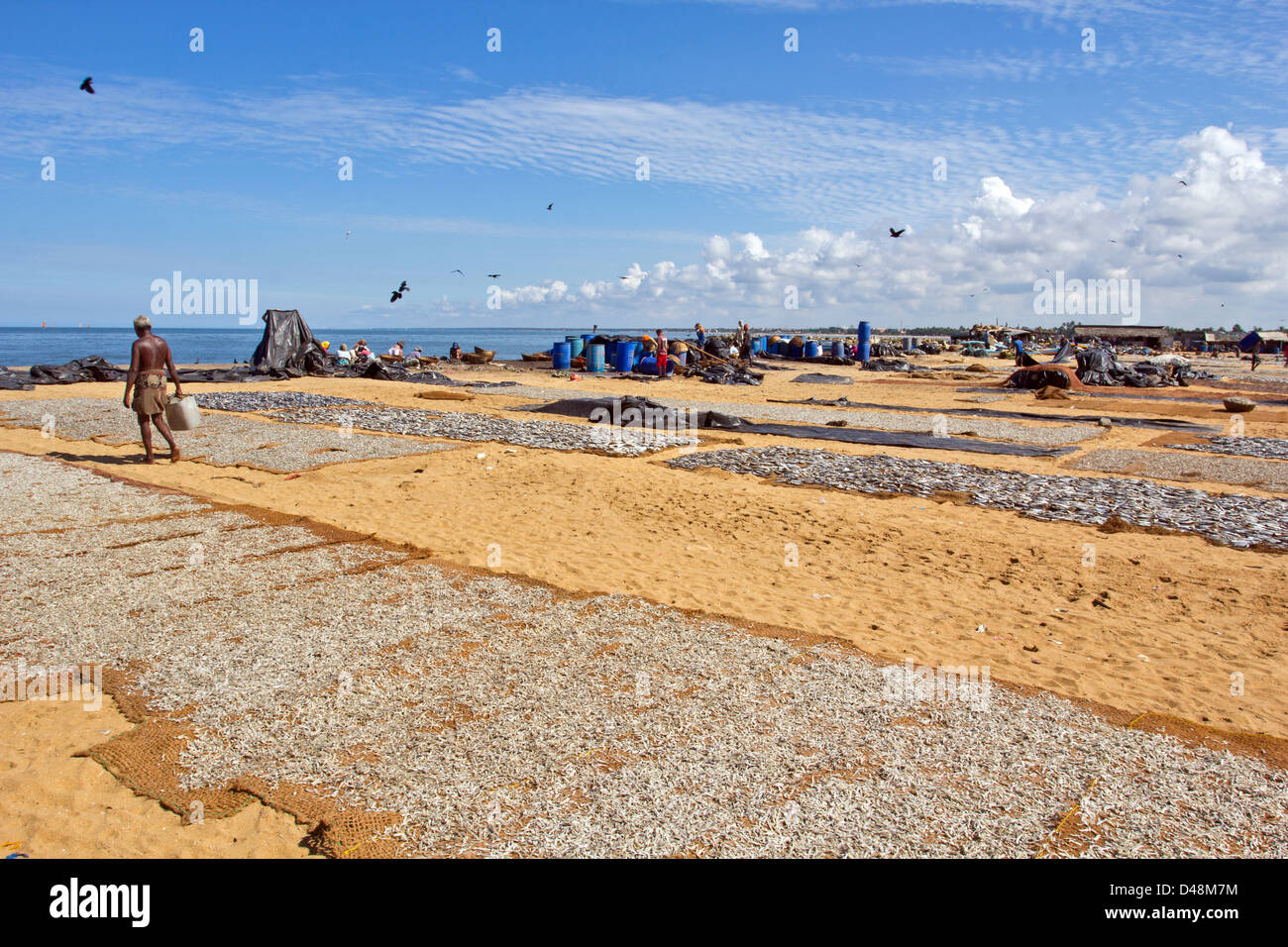 Essiccamento LA CATTURA DI PESCE SU UNA SPIAGGIA IN SRI LANKA UNA GRANDE INDUSTRIA che elabora migliaia di pesce ogni giorno Foto Stock