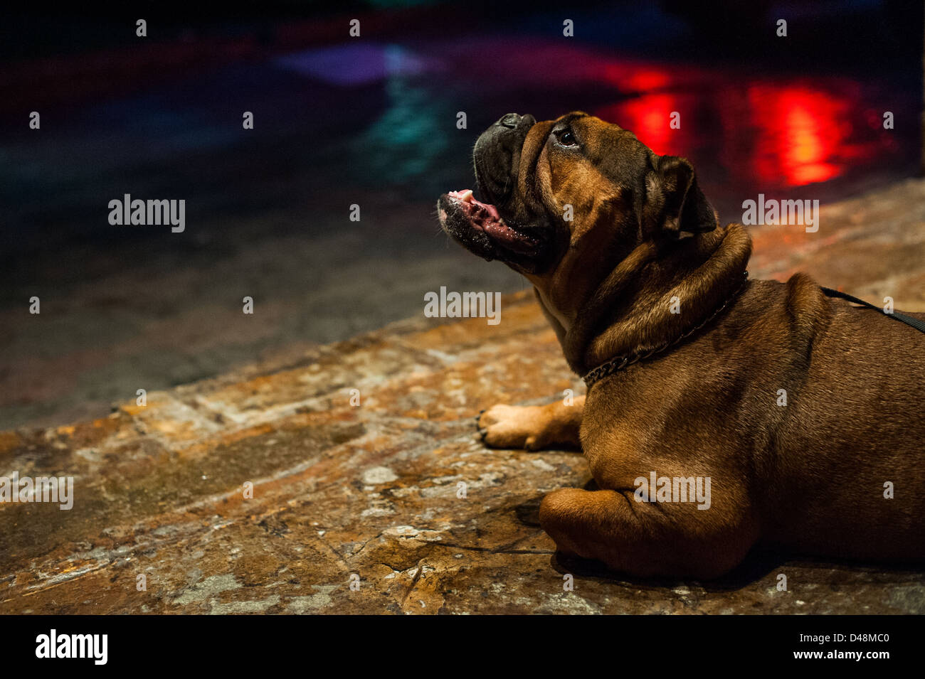 Bellissimo Bulldog inglese sulla massa di pietra Foto Stock
