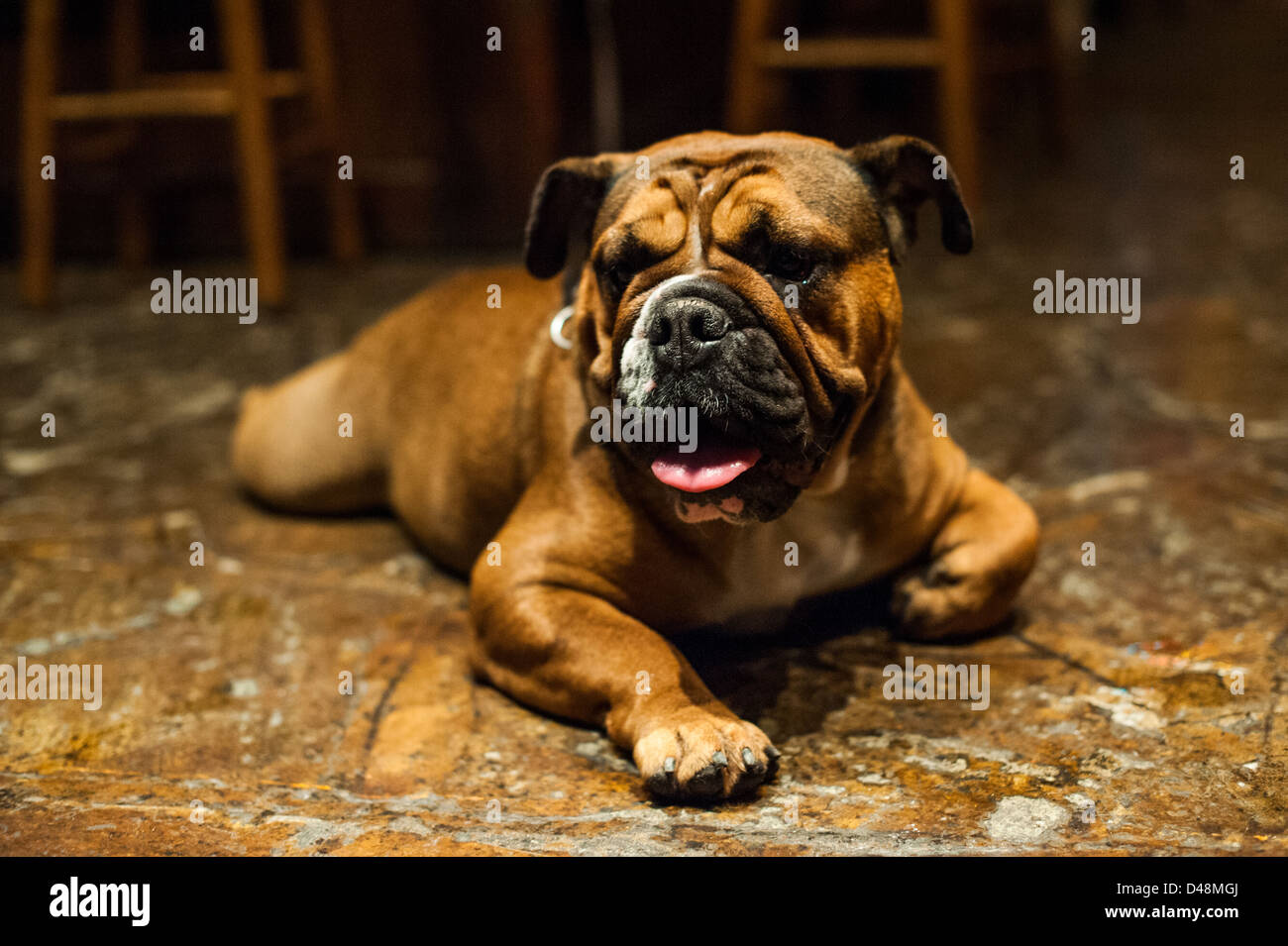 Bellissimo Bulldog inglese sulla massa di pietra Foto Stock