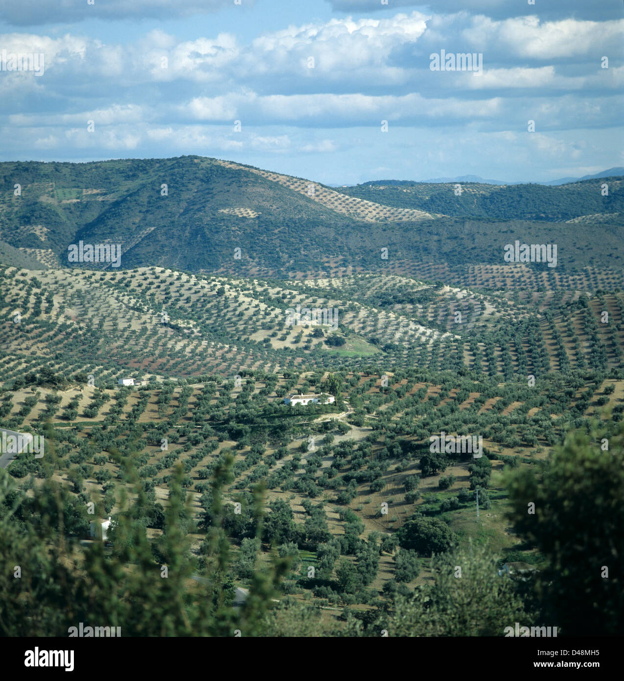 Vista incredibile di colline ondulate con righe olivi in terreni agricoli in Andalusia, Spagna Foto Stock