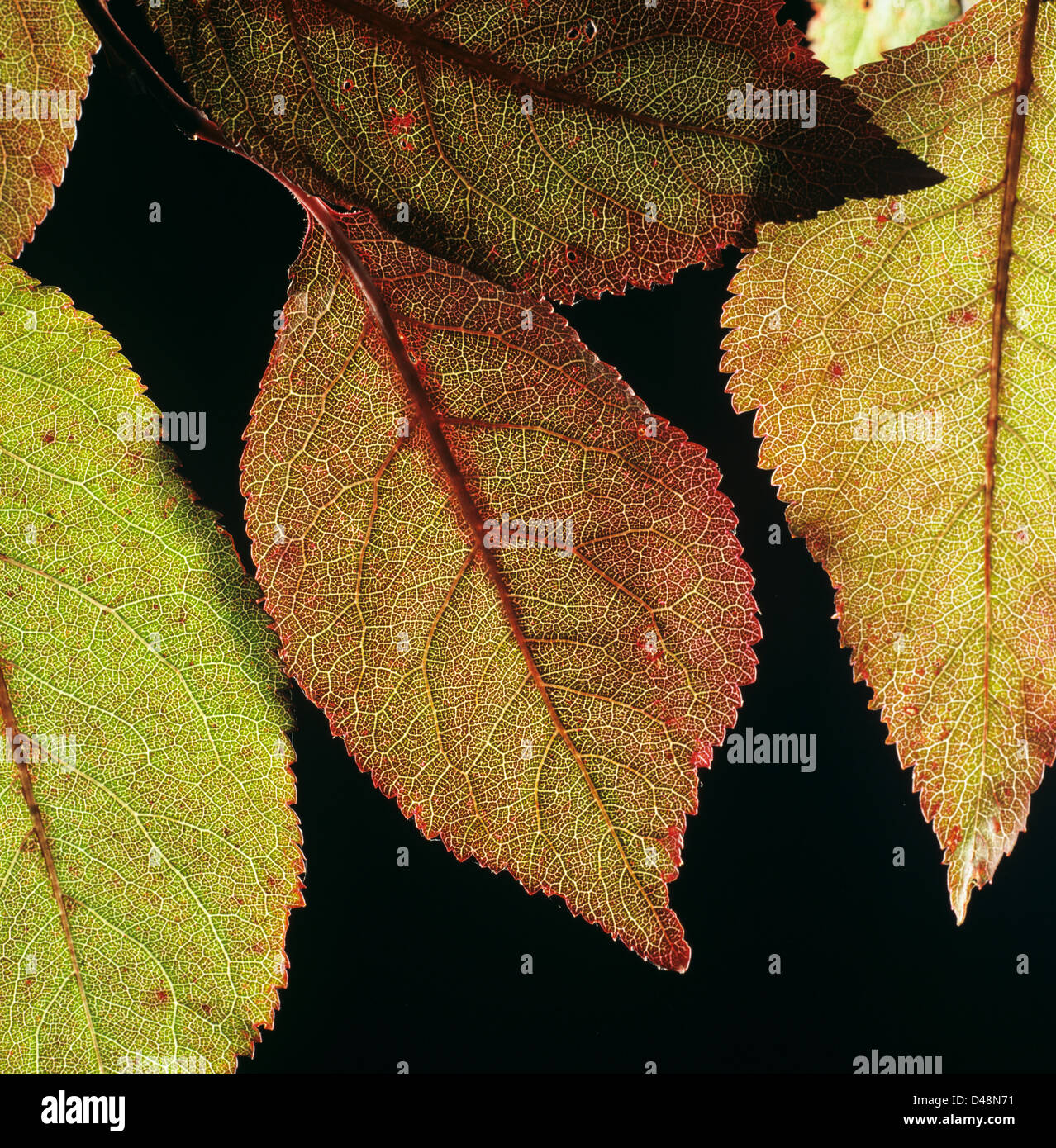 Venatura sul giovane retroilluminato Ciliegio ornamentale, Prunus sp., foglie Foto Stock