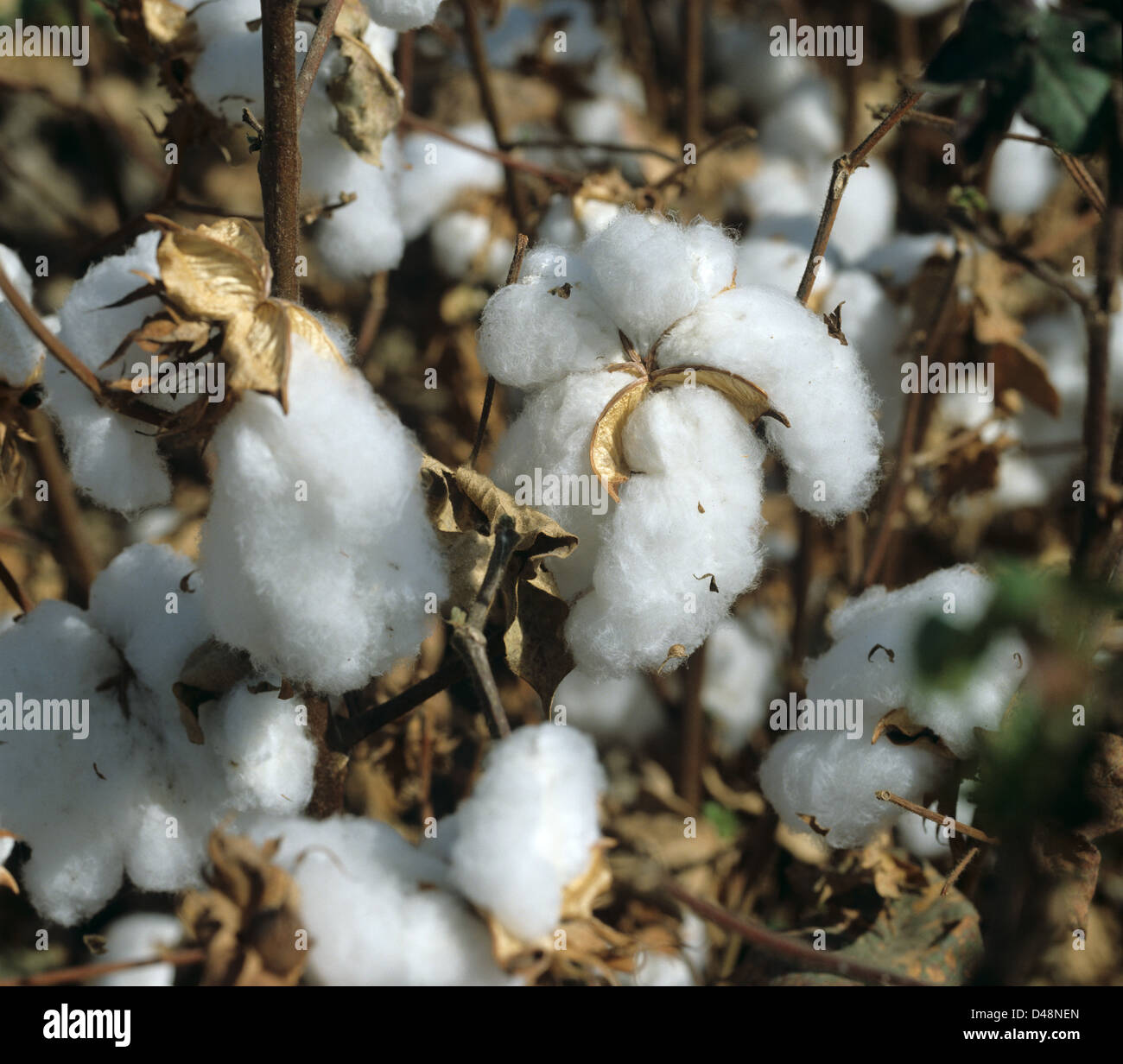 Aprire il cotone bolls al tempo di prelievo su un prodotto essiccato in California Foto Stock