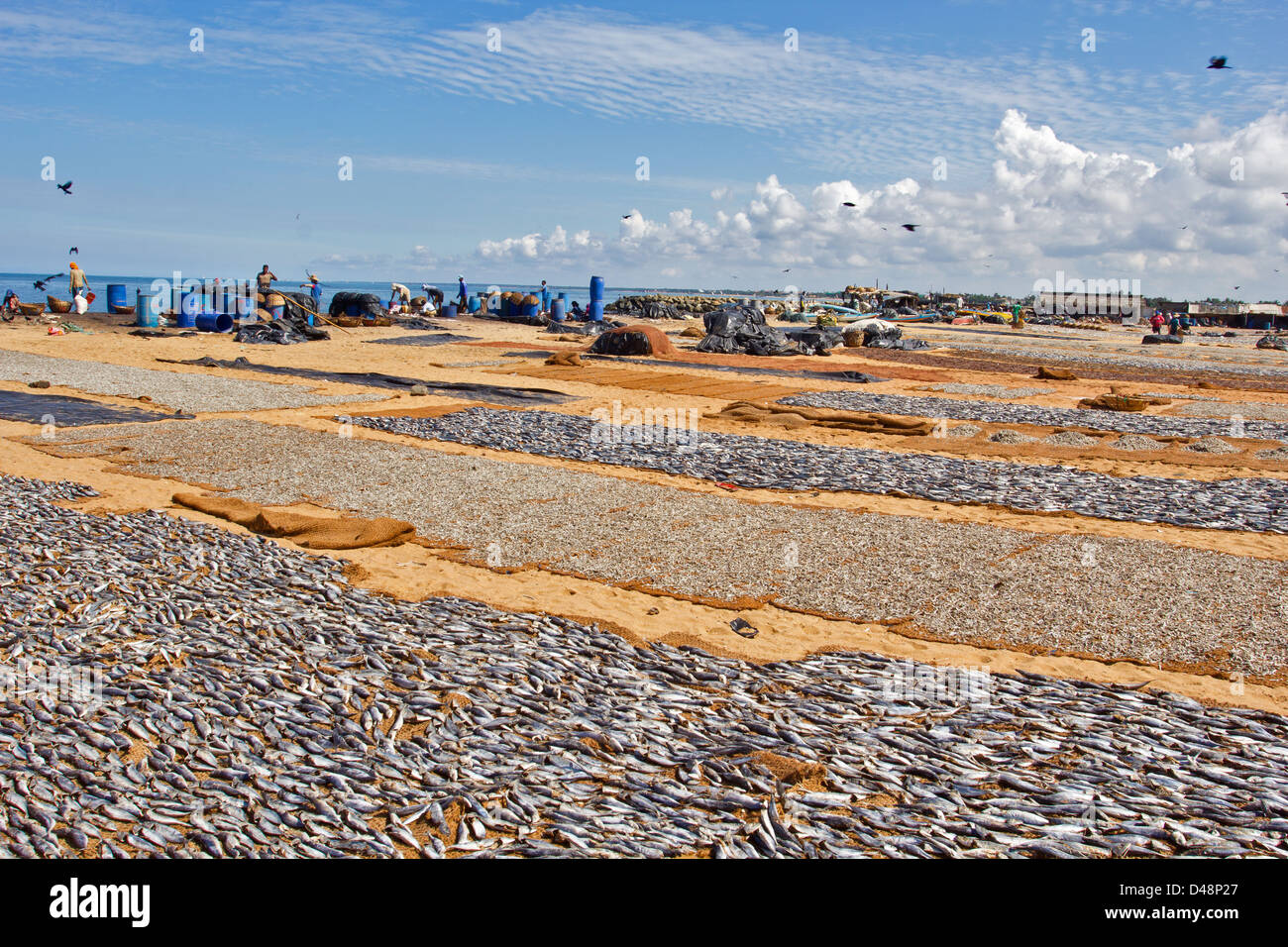 Essiccamento migliaia di pesce sulla spiaggia IN SRI LANKA UNA GRANDE INDUSTRIA CHE reti pesce dall'OCEANO INDIANO Foto Stock