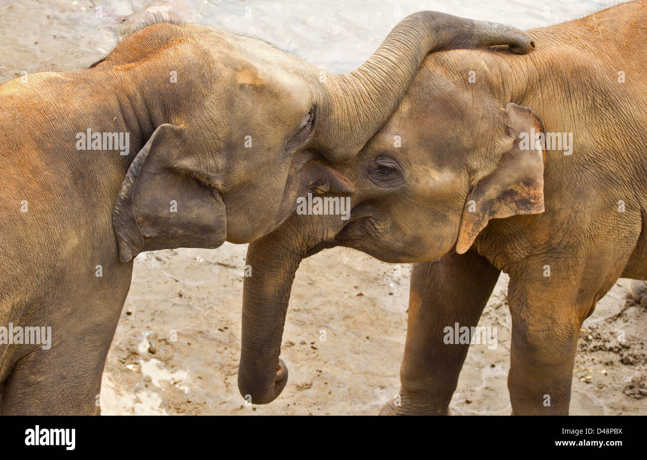 Due giovani elefanti indiani (Elephas maximus indicus) IN STRETTO CONTATTO CON I trunk e testa a testa Foto Stock