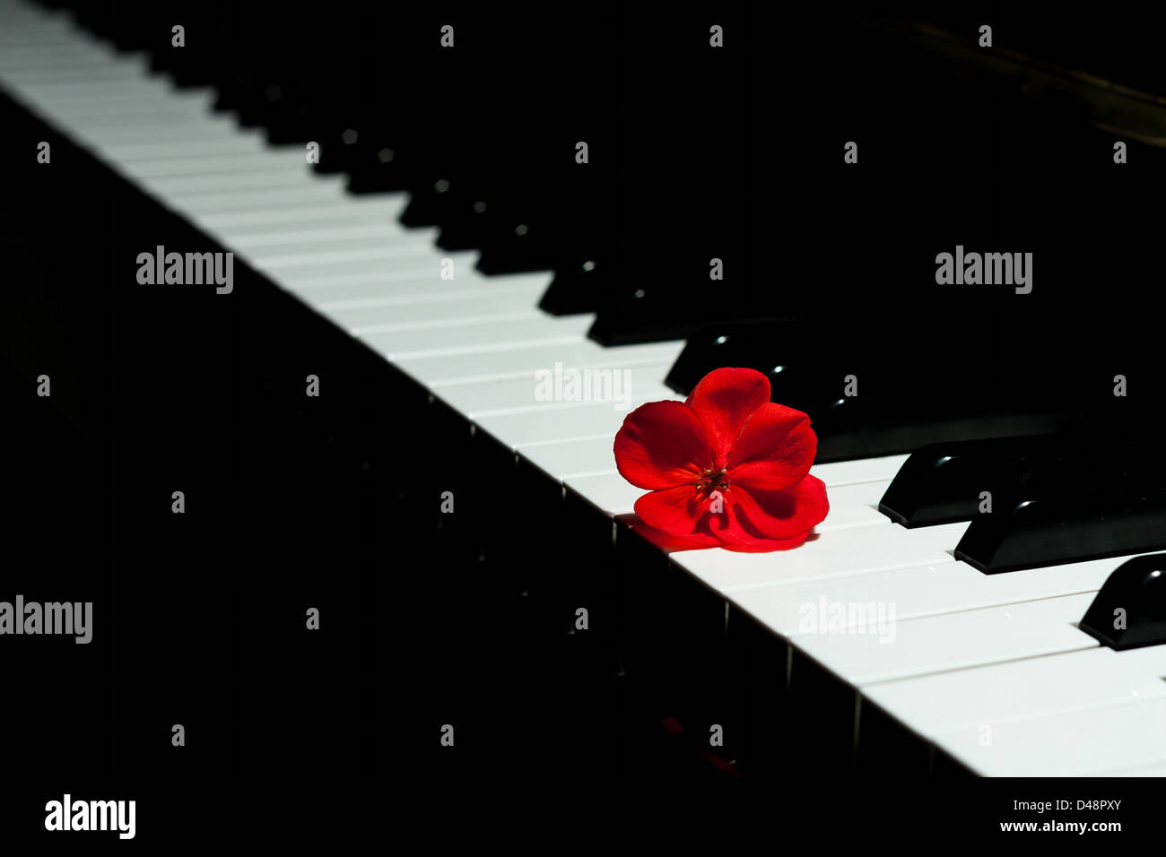 Dettaglio armoniosa di un nero pianoforte e un fiore rosso Foto Stock