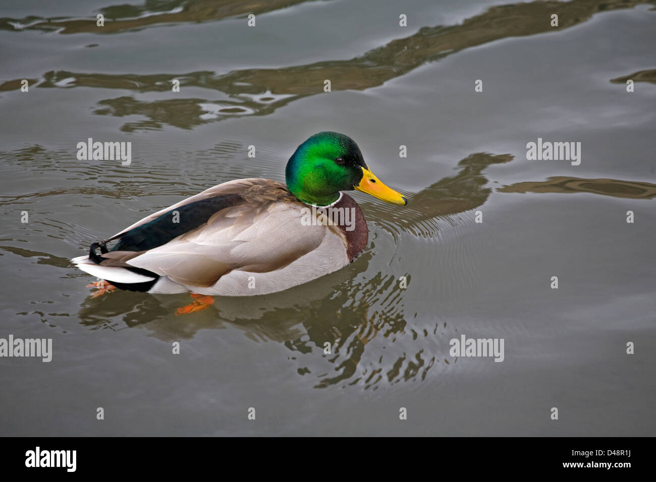 Un maschio di Mallard duck, o drake, nel Pacifico Flyway. Foto Stock