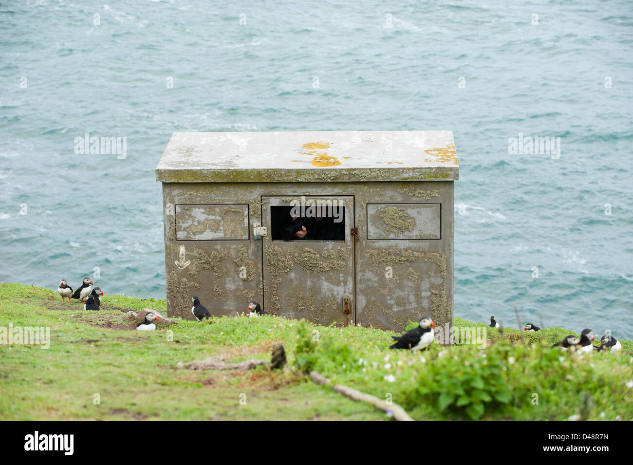 BIrd nascondere, a baia di granchio, Skokholm Island, South Pembrokeshire, Wales, Regno Unito Foto Stock