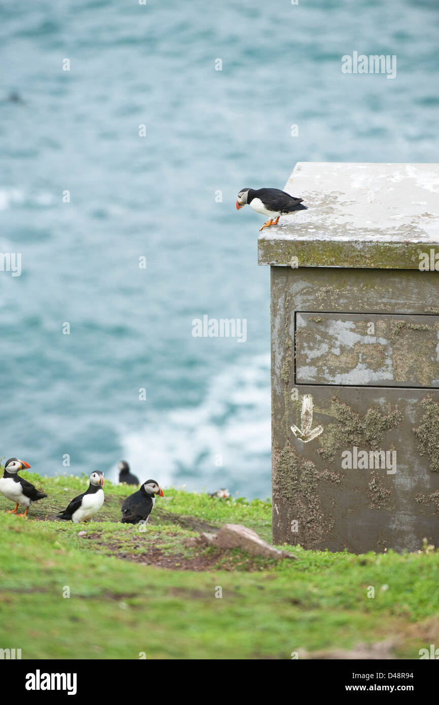 Puffini, Fratercula arctica, sulla parte superiore dell'uccello nascondere, granchio Bay, Skokholm Island, South Pembrokeshire, Wales, Regno Unito Foto Stock