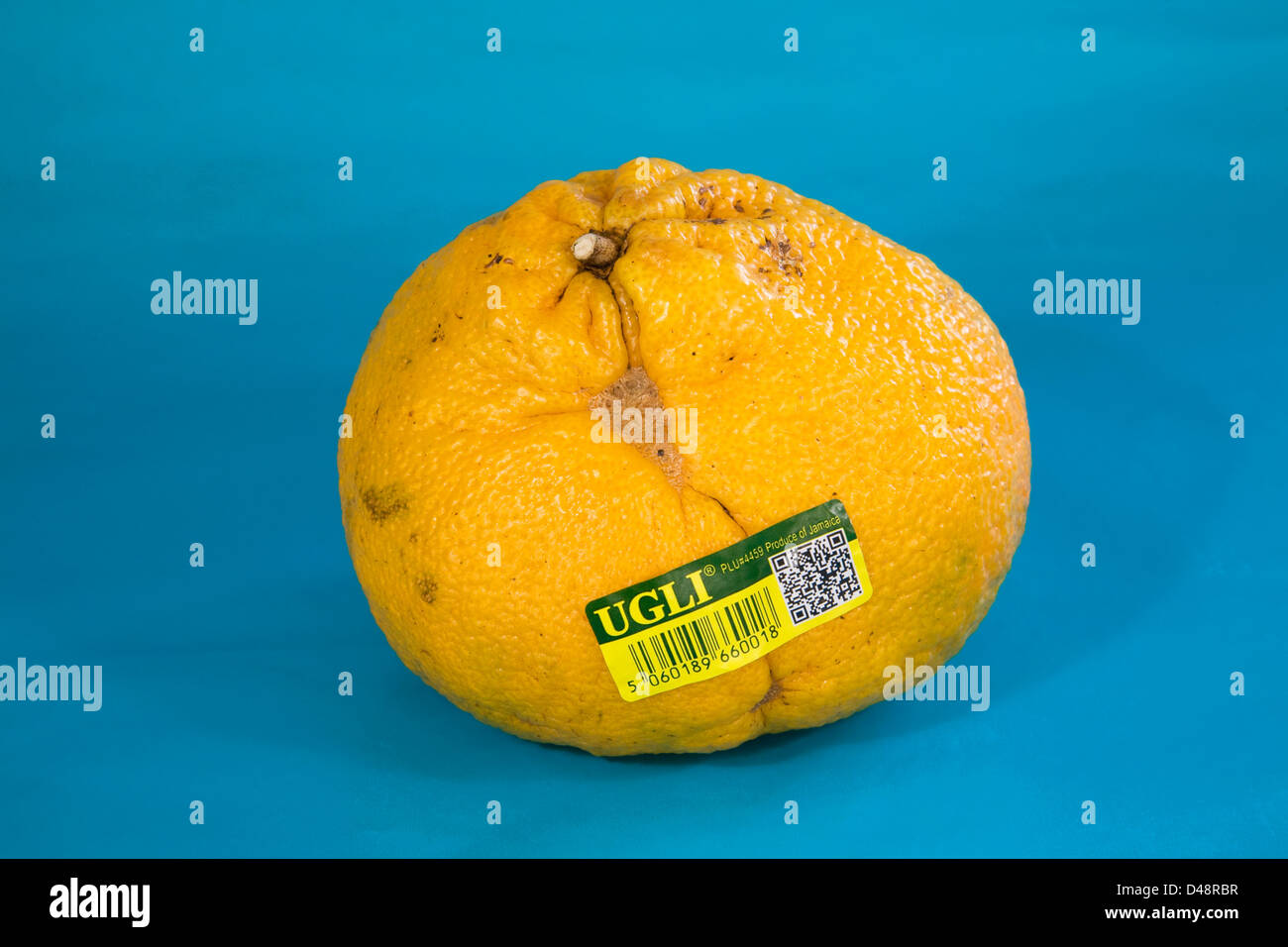 Un frutto Ugli, chiamato anche tangelo, cresciuto in Giamaica Foto Stock