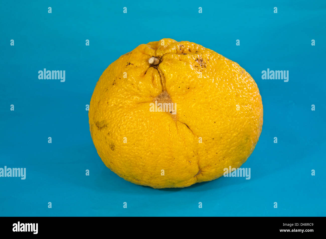 Un frutto Ugli, agrumi coltivati in Giamaica Foto Stock