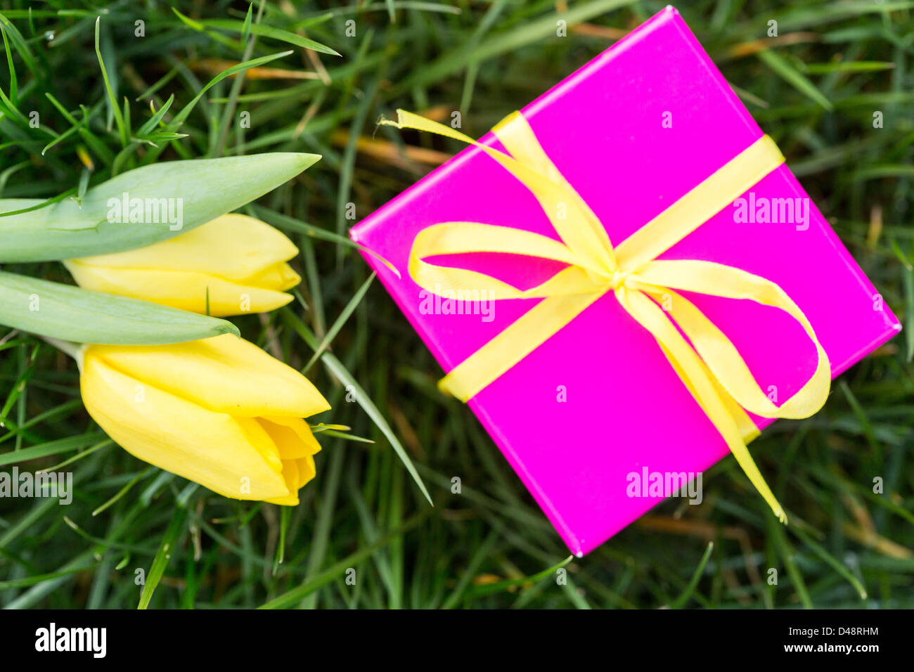Rosa confezione regalo con nastro giallo e tulipani gialli Foto Stock